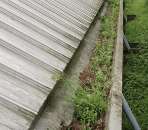 Happy customers in Woking who trust The Roof Moss Cleaners for gutter cleaning services